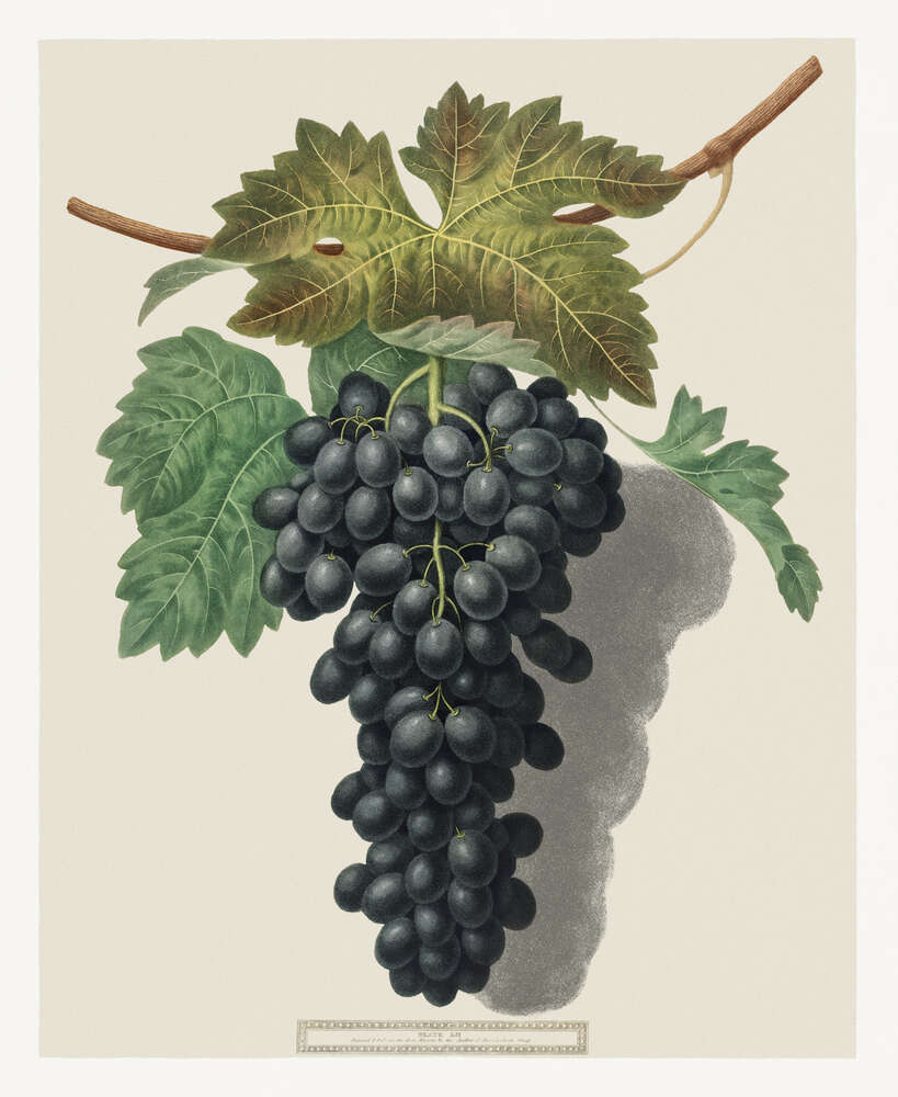 картина-постер Темний виноград під листям