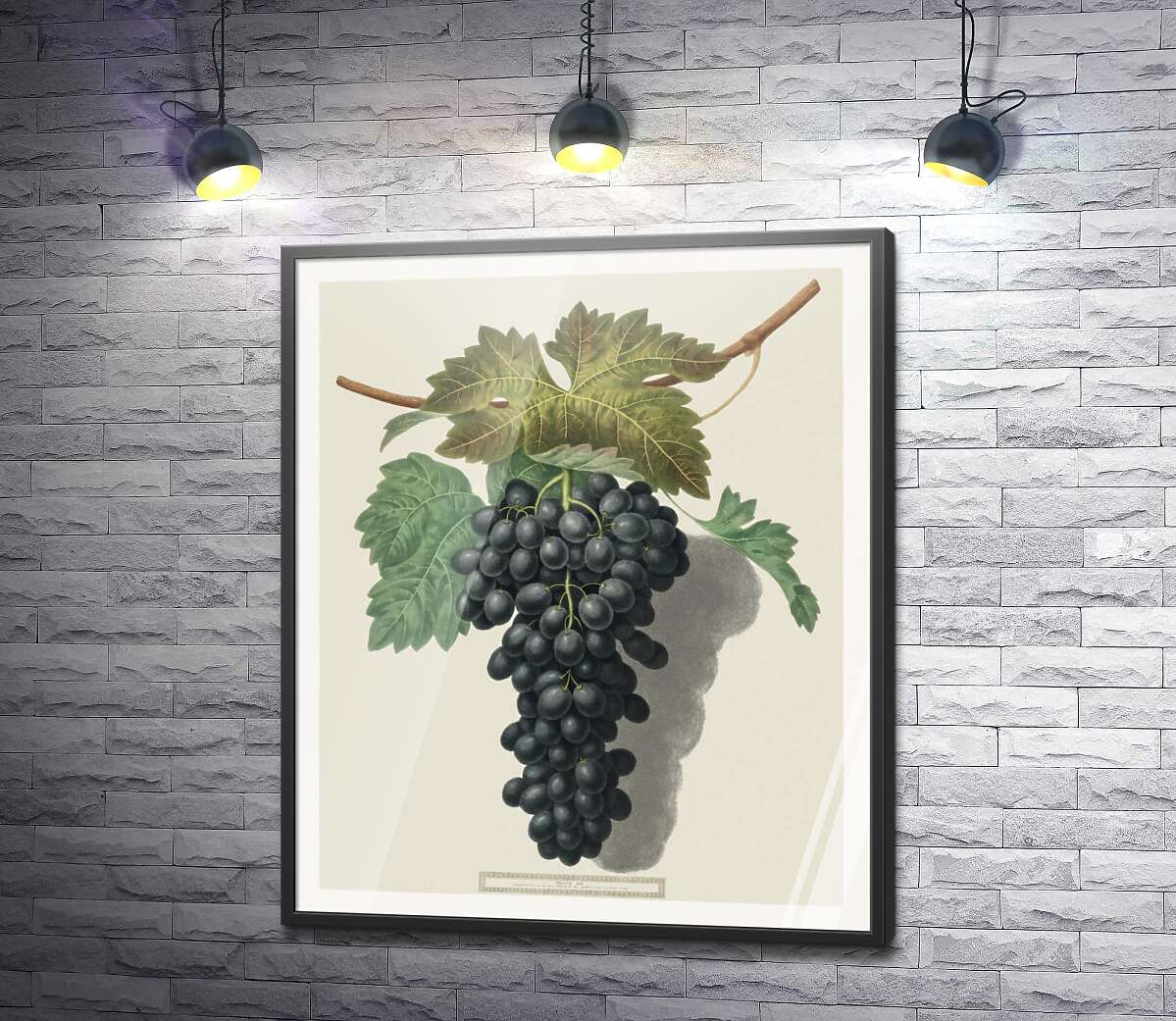 постер Темний виноград під листям