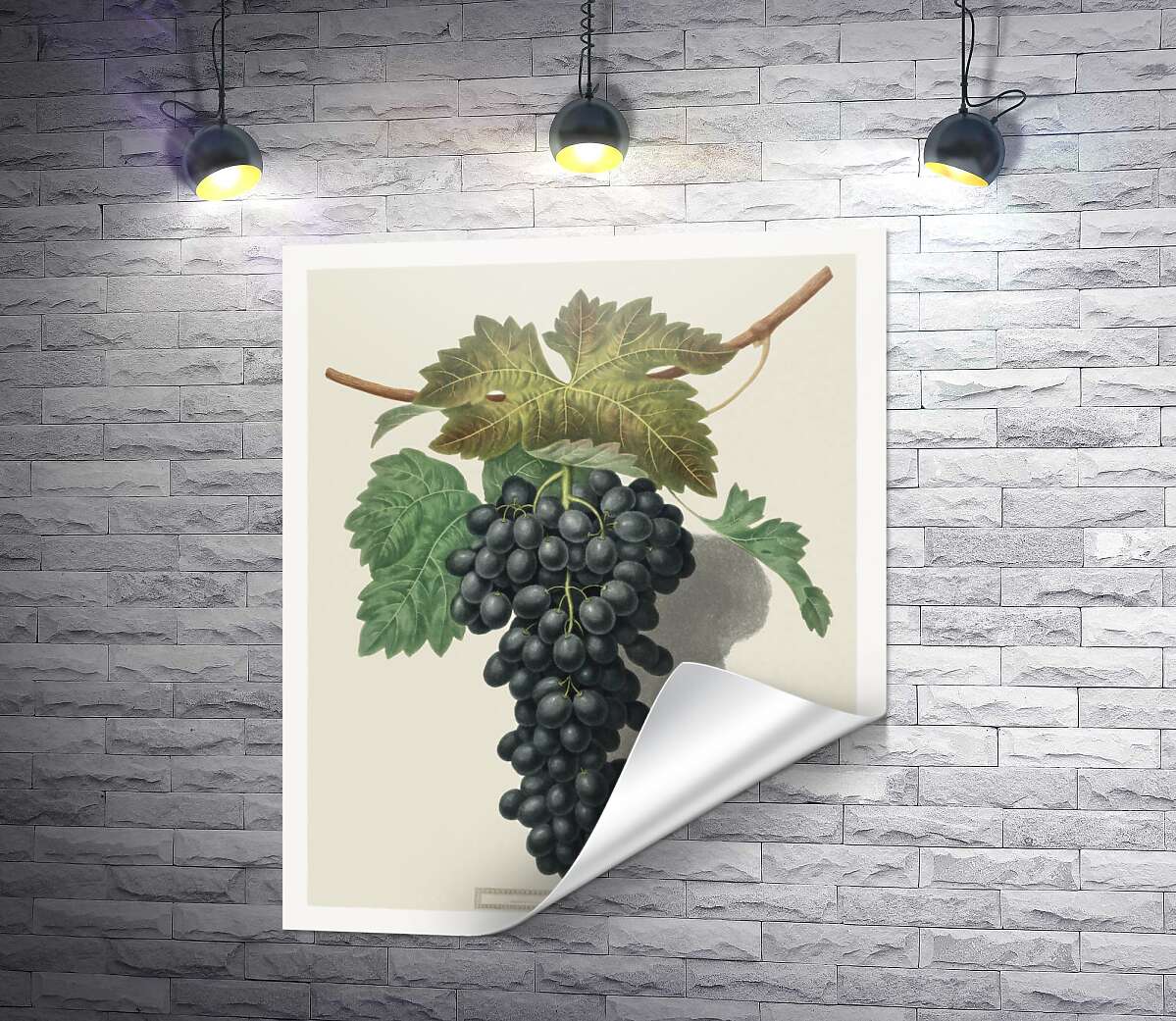 печать Темный виноград под листьями