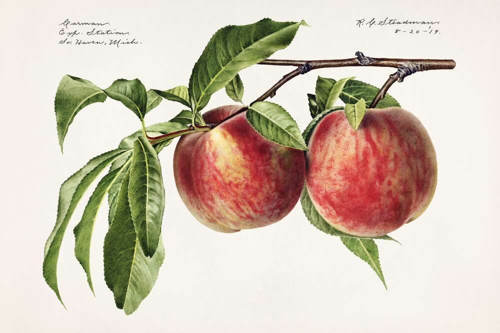 картина-постер Спелые персики на ветке