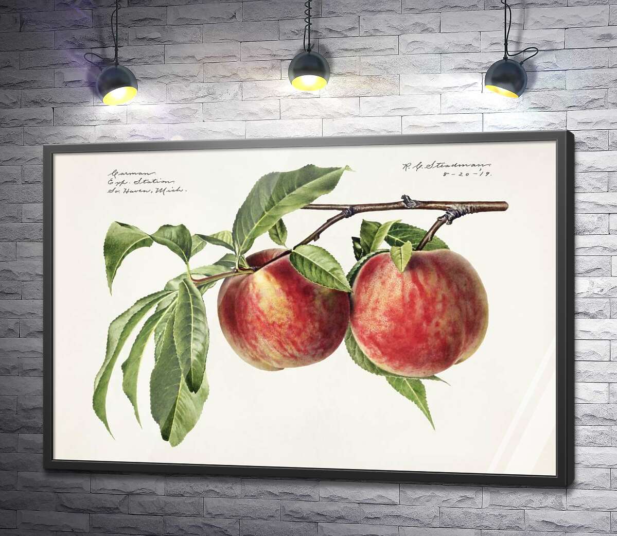 постер Стиглі персики на гілці