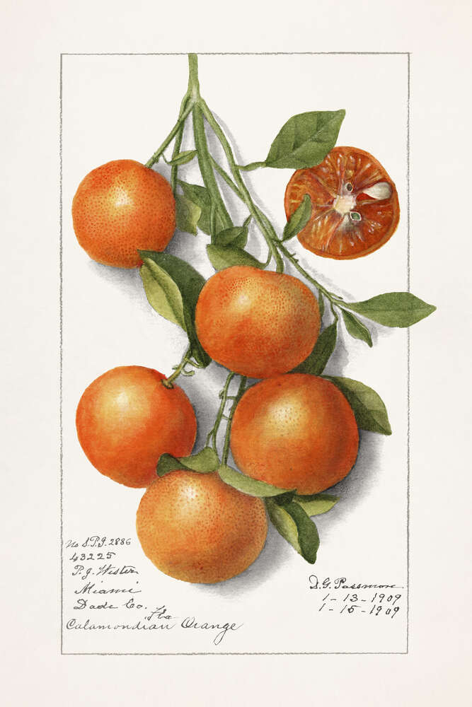 картина-постер Сладкие мандарины на ветке