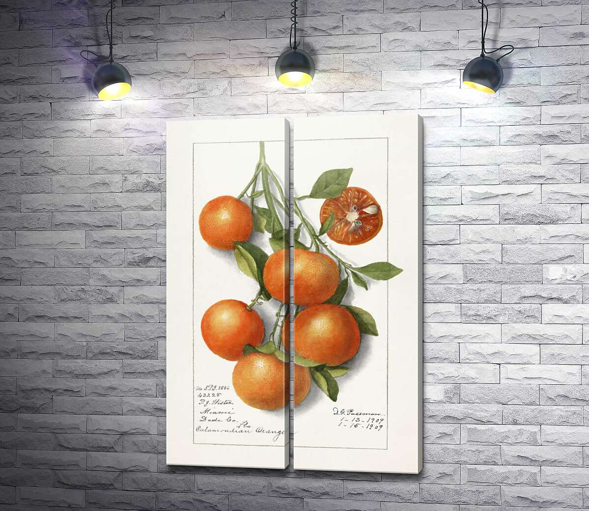 модульна картина Солодкі мандарини на гілці