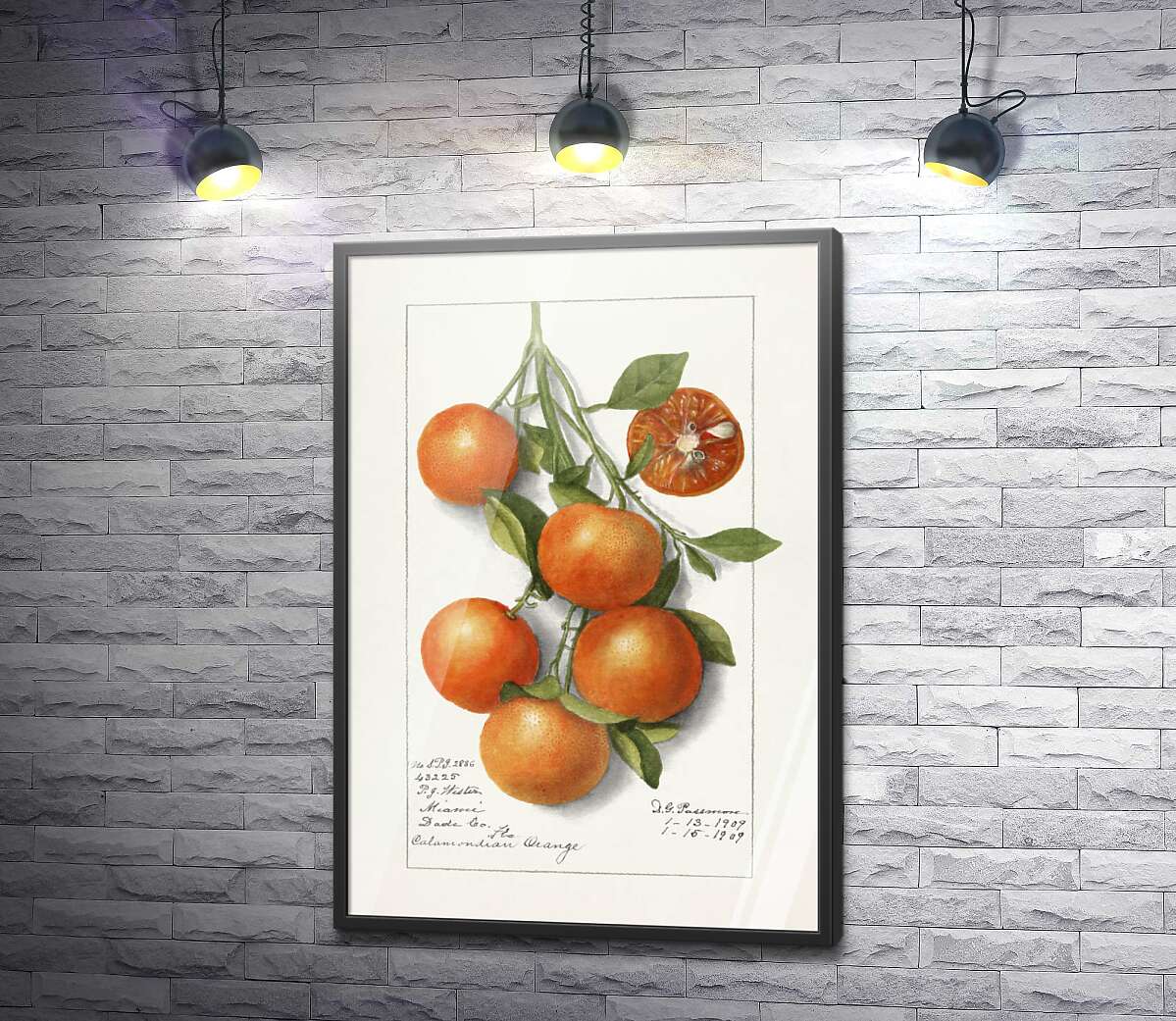 постер Солодкі мандарини на гілці