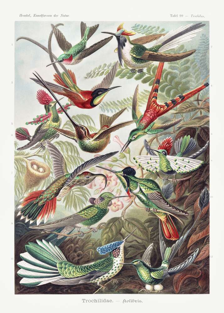 картина-постер Пестрое разнообразие крохотных колибри