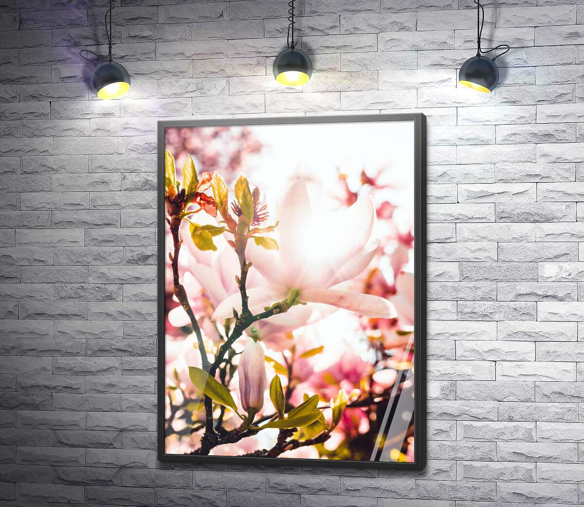 постер Нежные цветы магнолии в лучах весеннего солнца