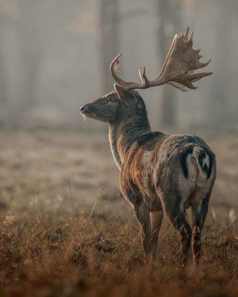 картина-постер Благородный олень в утренней дымке