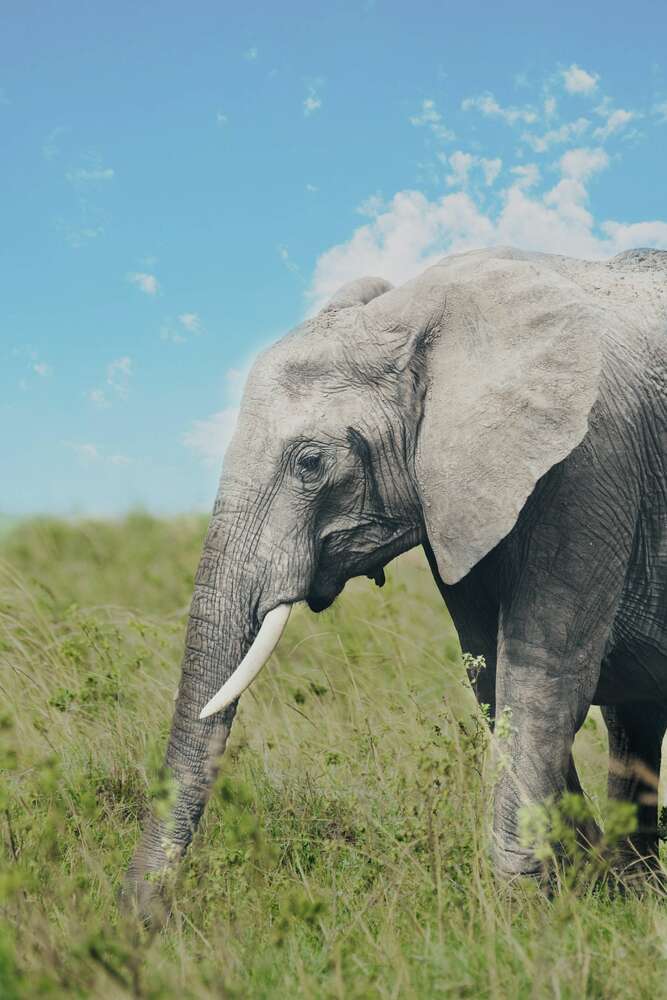 картина-постер Слон на прогулке в зеленом поле