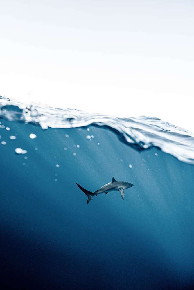 картина-постер Одинокая акула в толще воды