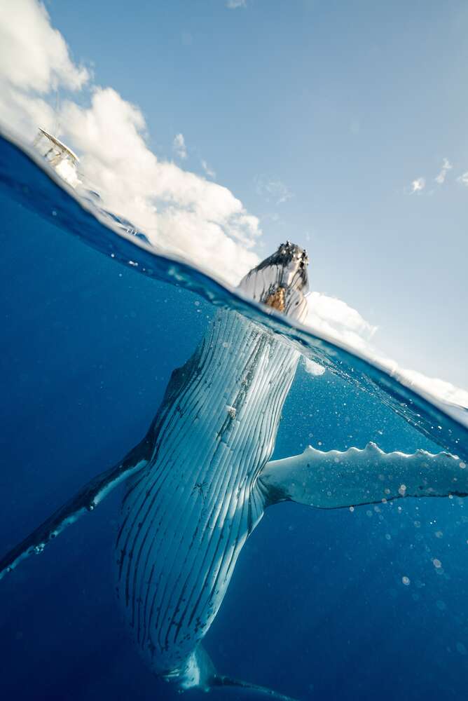 картина-постер Горбатый кит выныривает из океана