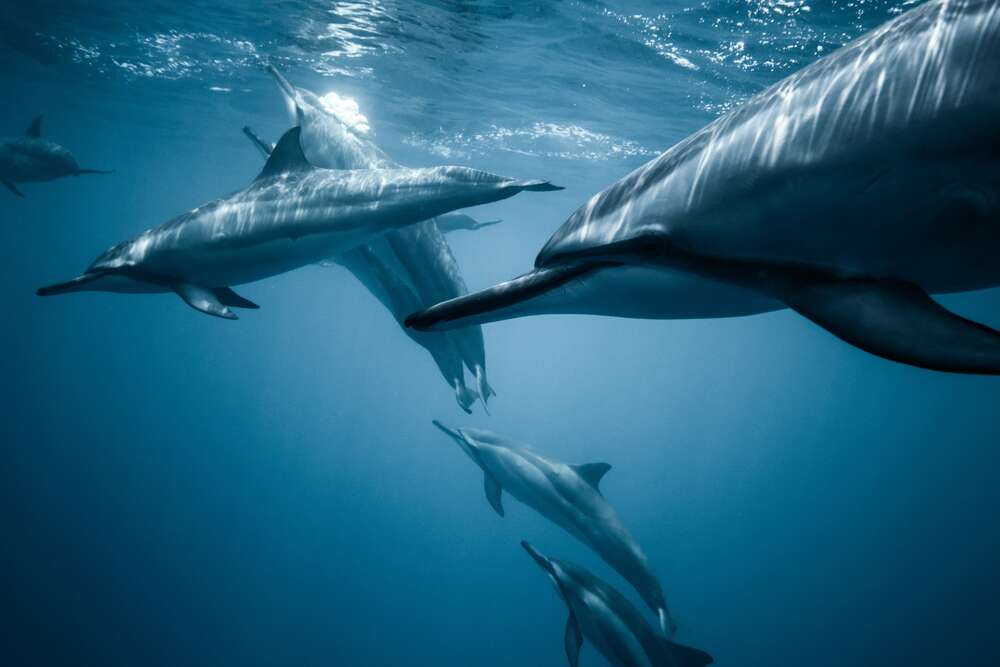картина-постер Стая дельфинов в голубом океане