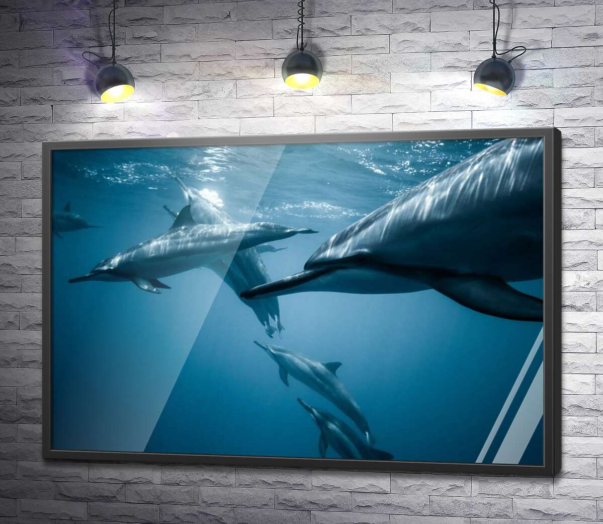 постер Зграя дельфінів у блакитному океані