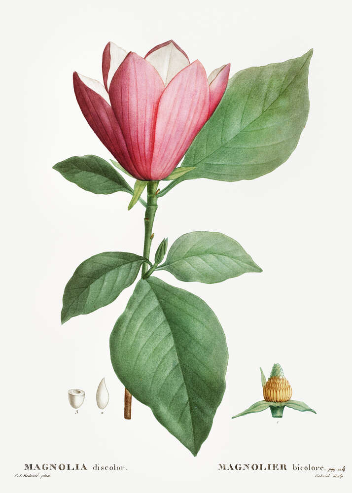 картина-постер Яркая розовая магнолия