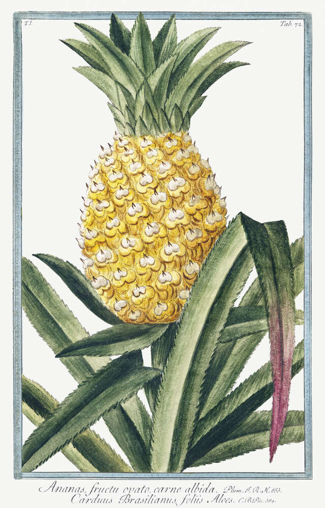 картина-постер Винтажная иллюстрация ананаса