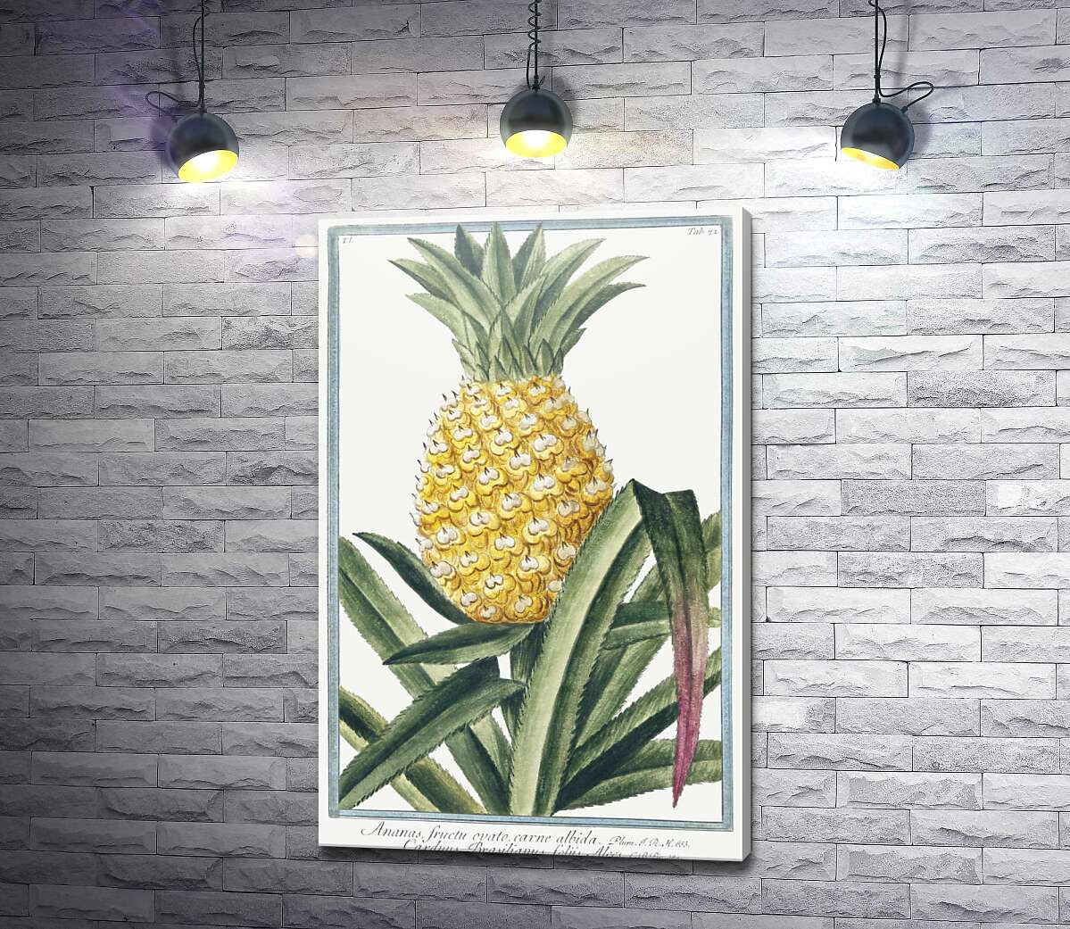 картина Винтажная иллюстрация ананаса