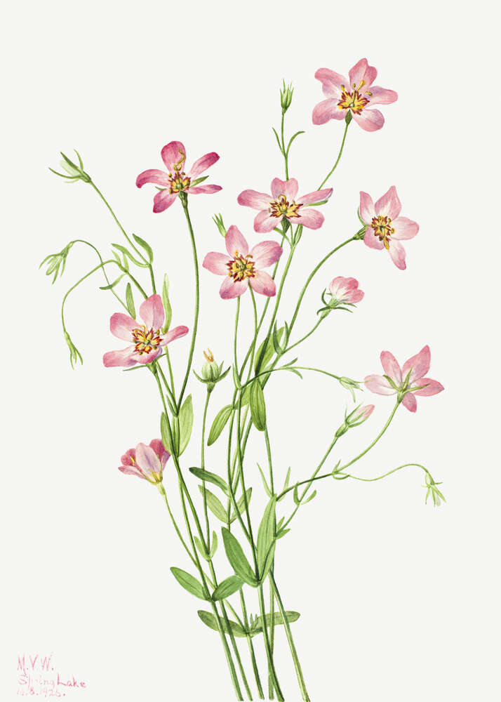 картина-постер Нежные розовые цветы золототысячника