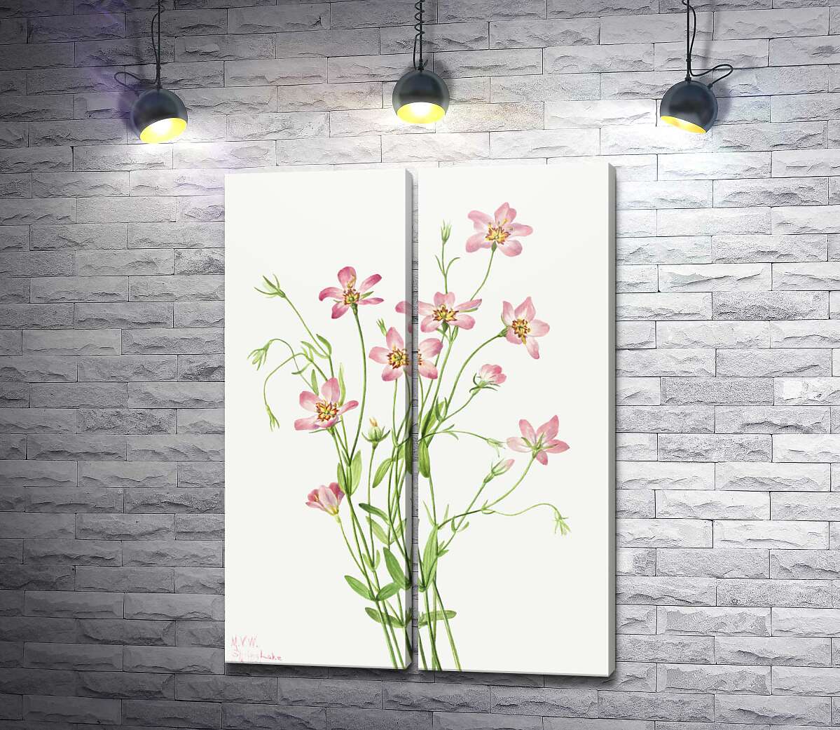 модульна картина Ніжні рожеві квіти золототисячника