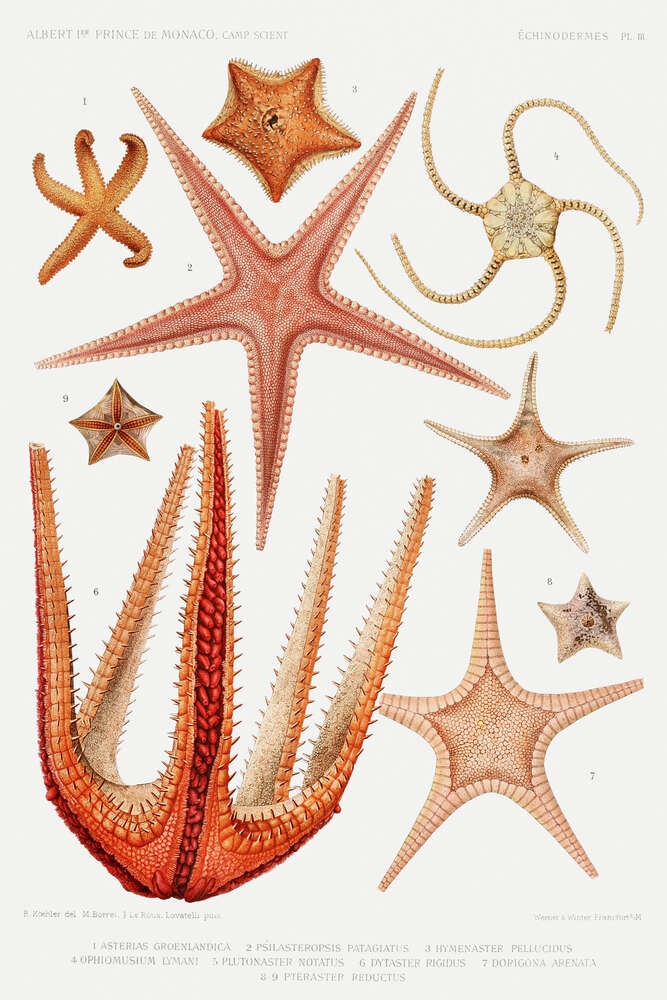 картина-постер Разные виды морских звезд
