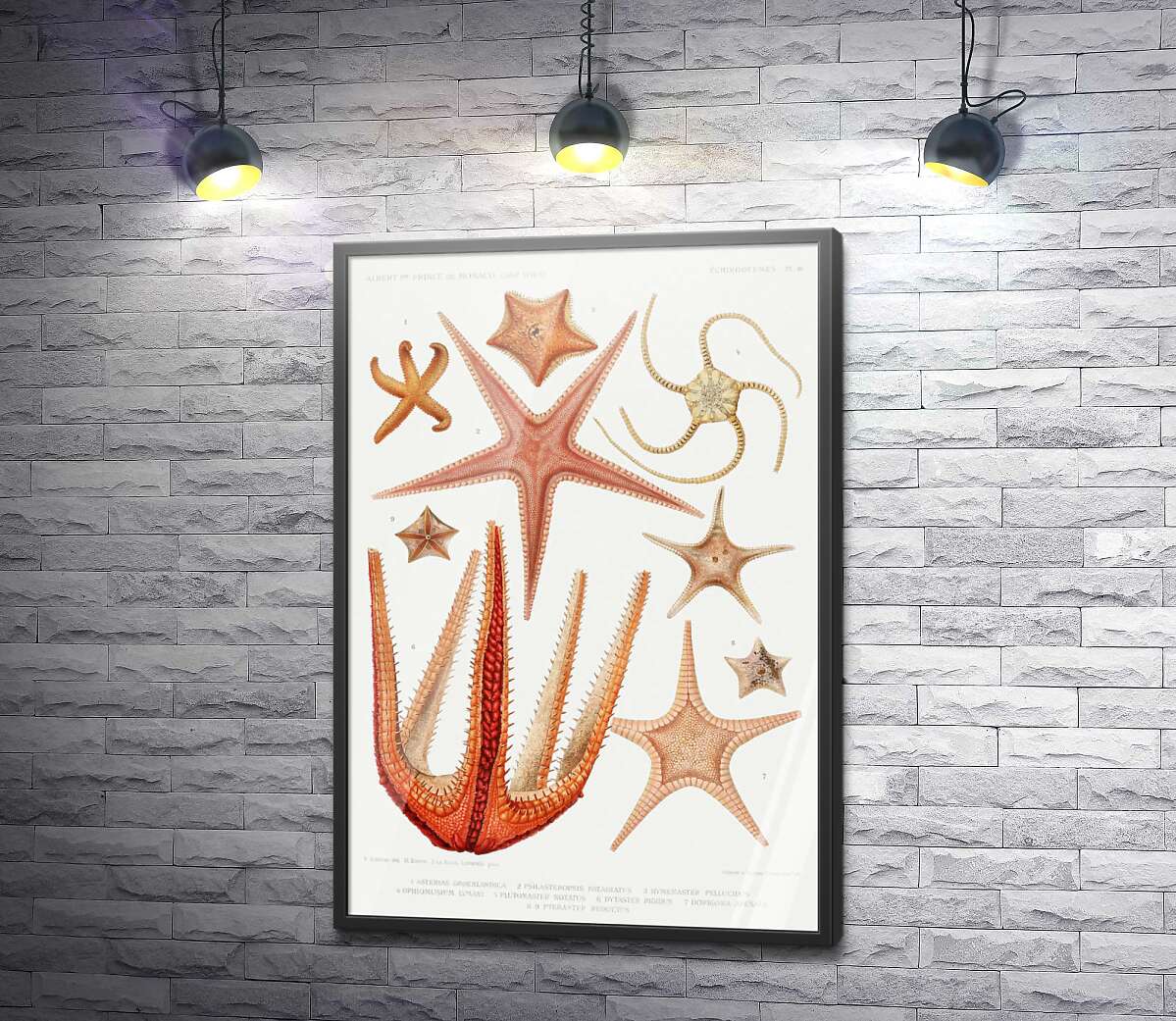 постер Різні види морських зірок