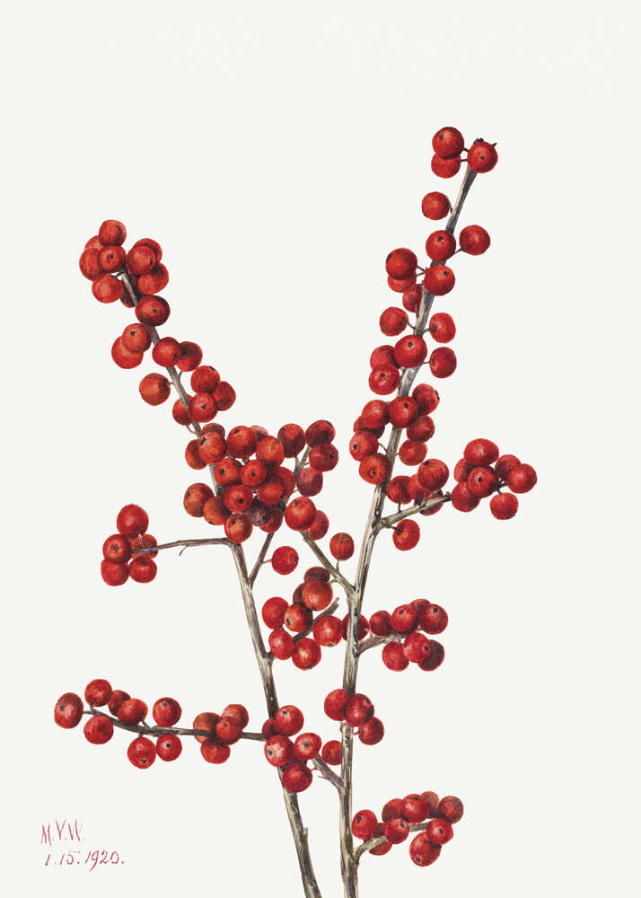 картина-постер Червоні зимові ягоди