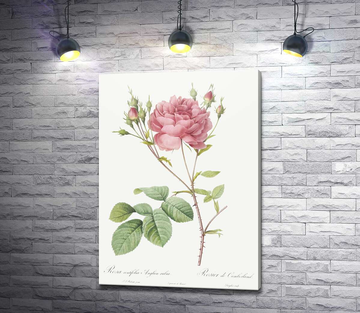 картина Ветка нежной розовой розы