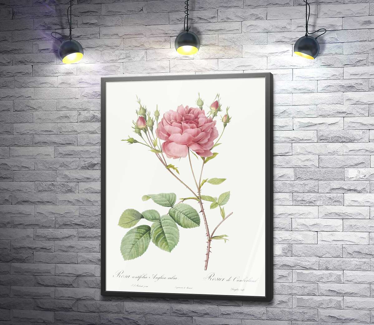 постер Ветка нежной розовой розы