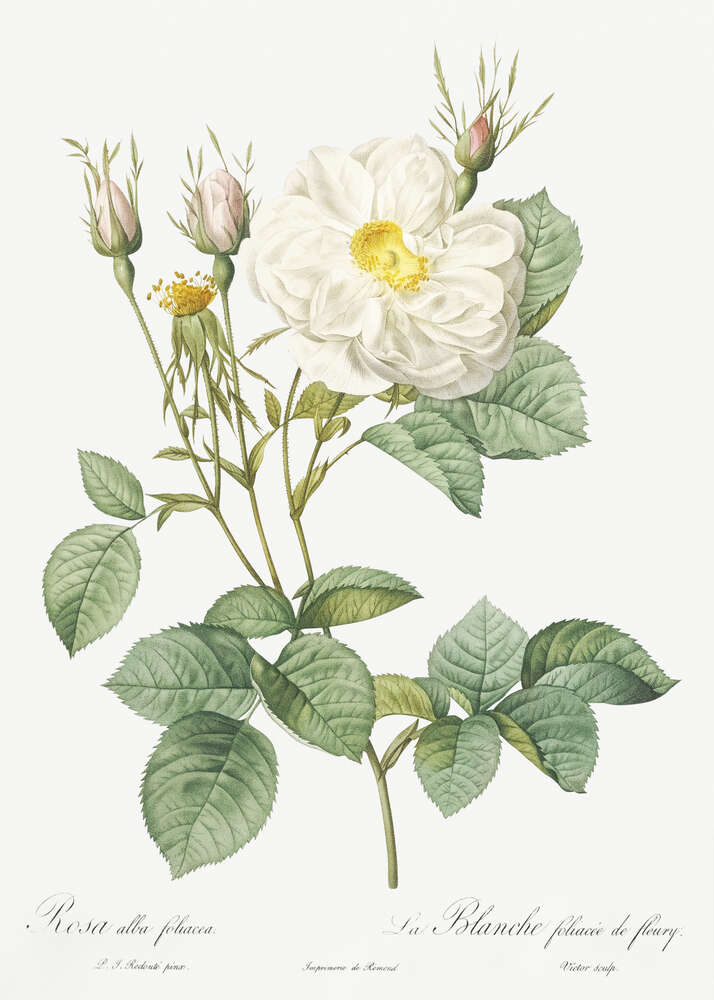 картина-постер Ветка белой благородной розы