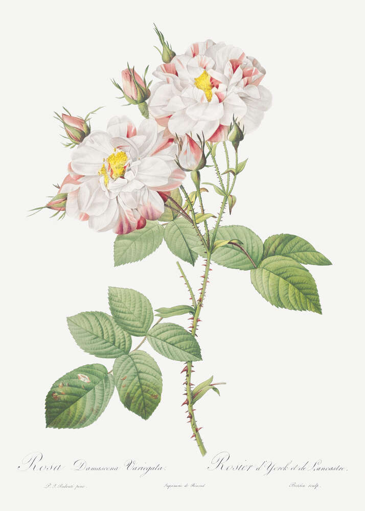 картина-постер Гілка красивих біло-червоних троянд