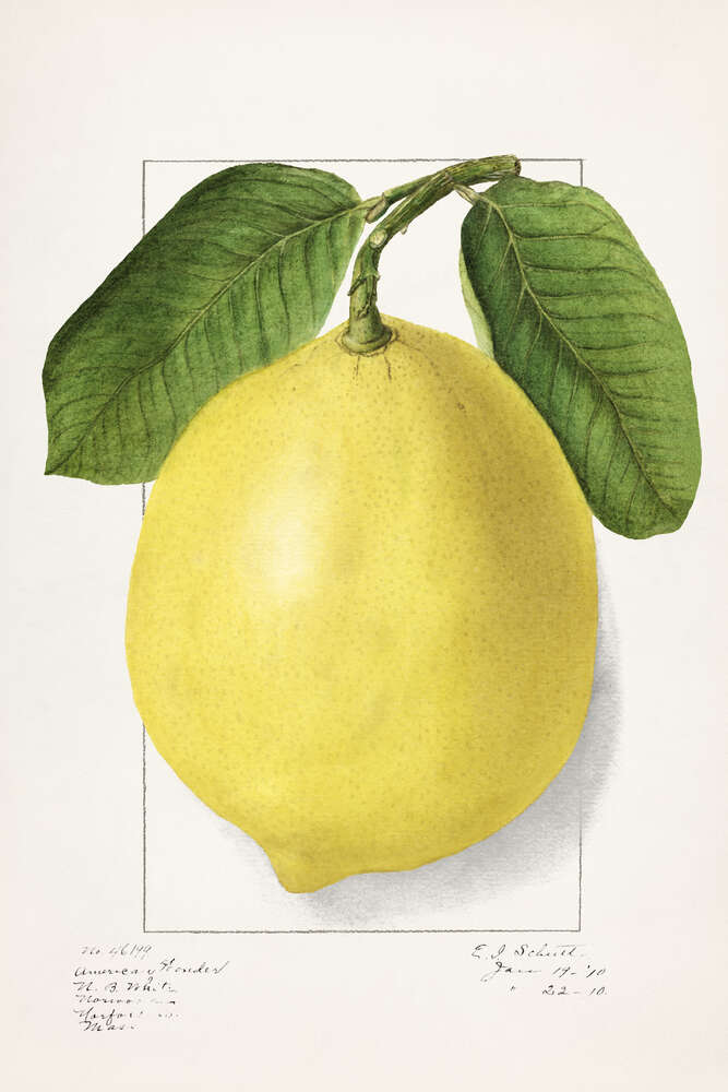 картина-постер Лимон на ботанічній ілюстрації