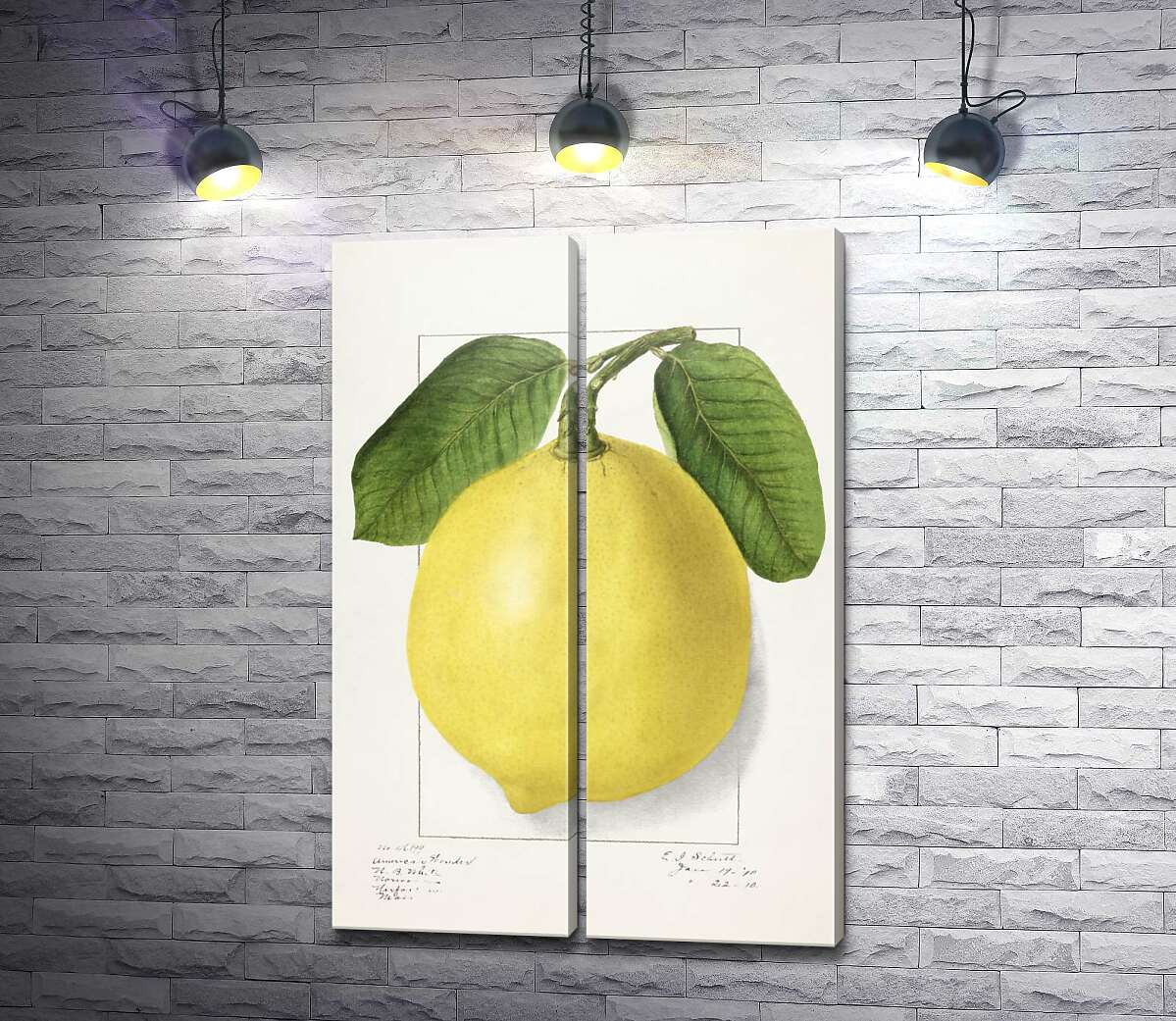 модульная картина Лимон на ботанической иллюстрации