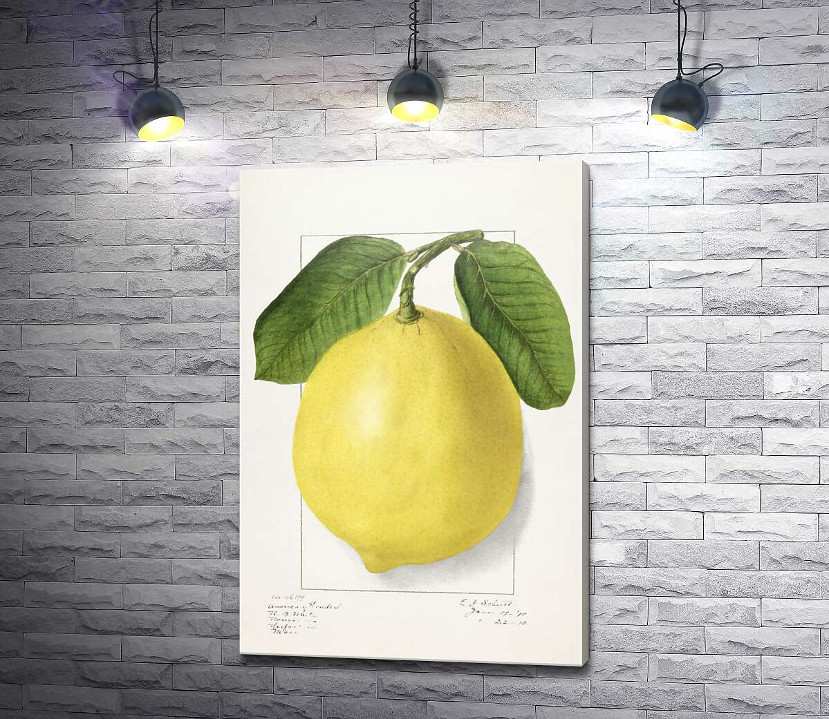 картина Лимон на ботанической иллюстрации