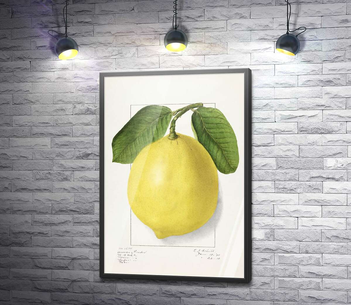 постер Лимон на ботанической иллюстрации