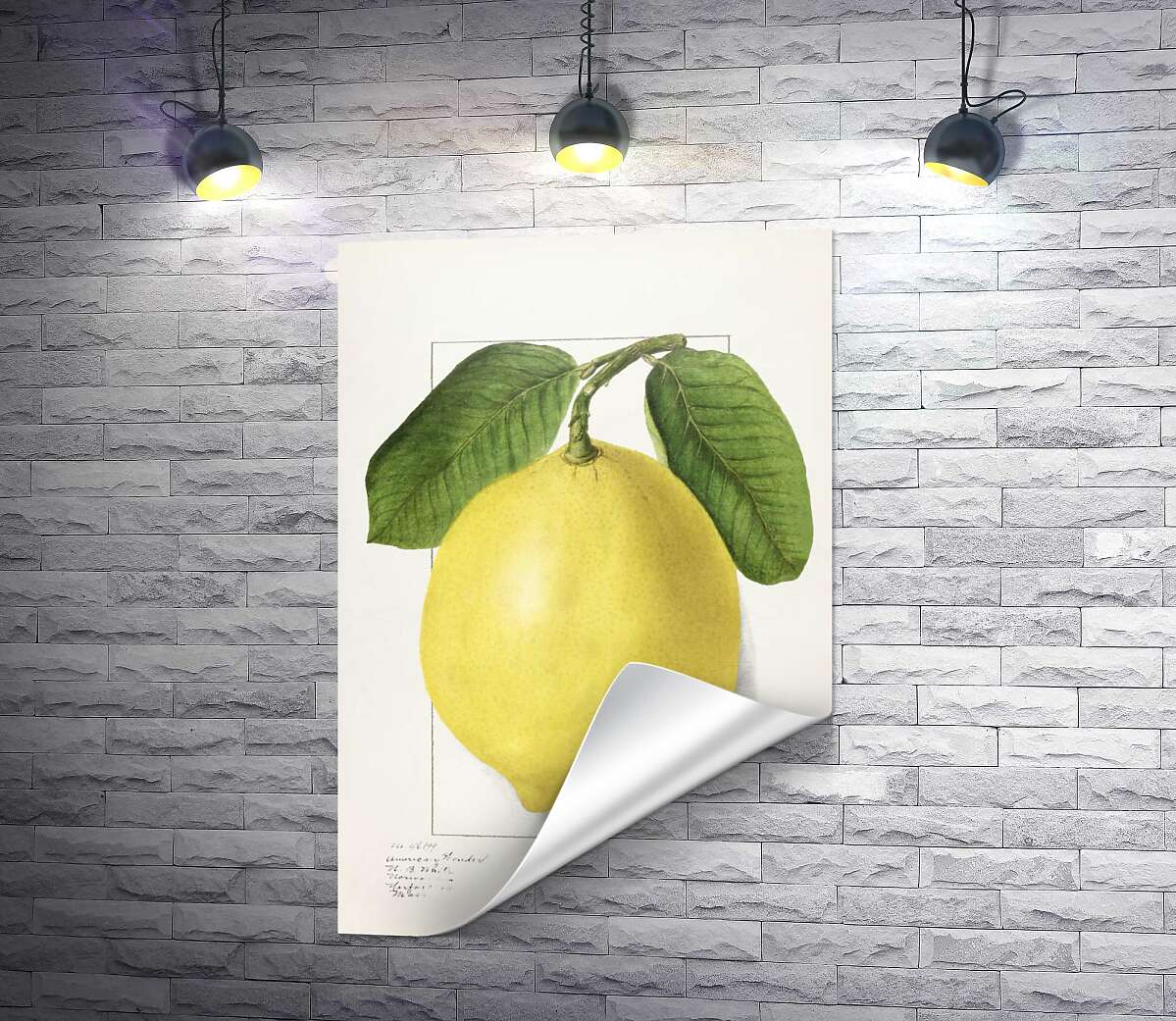 друк Лимон на ботанічній ілюстрації
