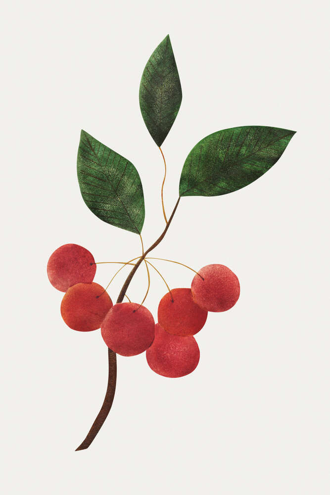 картина-постер Красные ягоды вишни на ветке