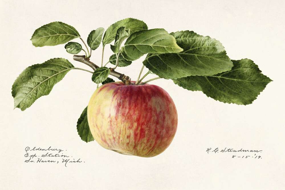 картина-постер Спелое яблоко на ветке
