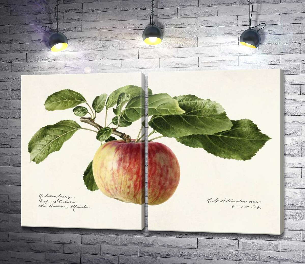 модульная картина Спелое яблоко на ветке