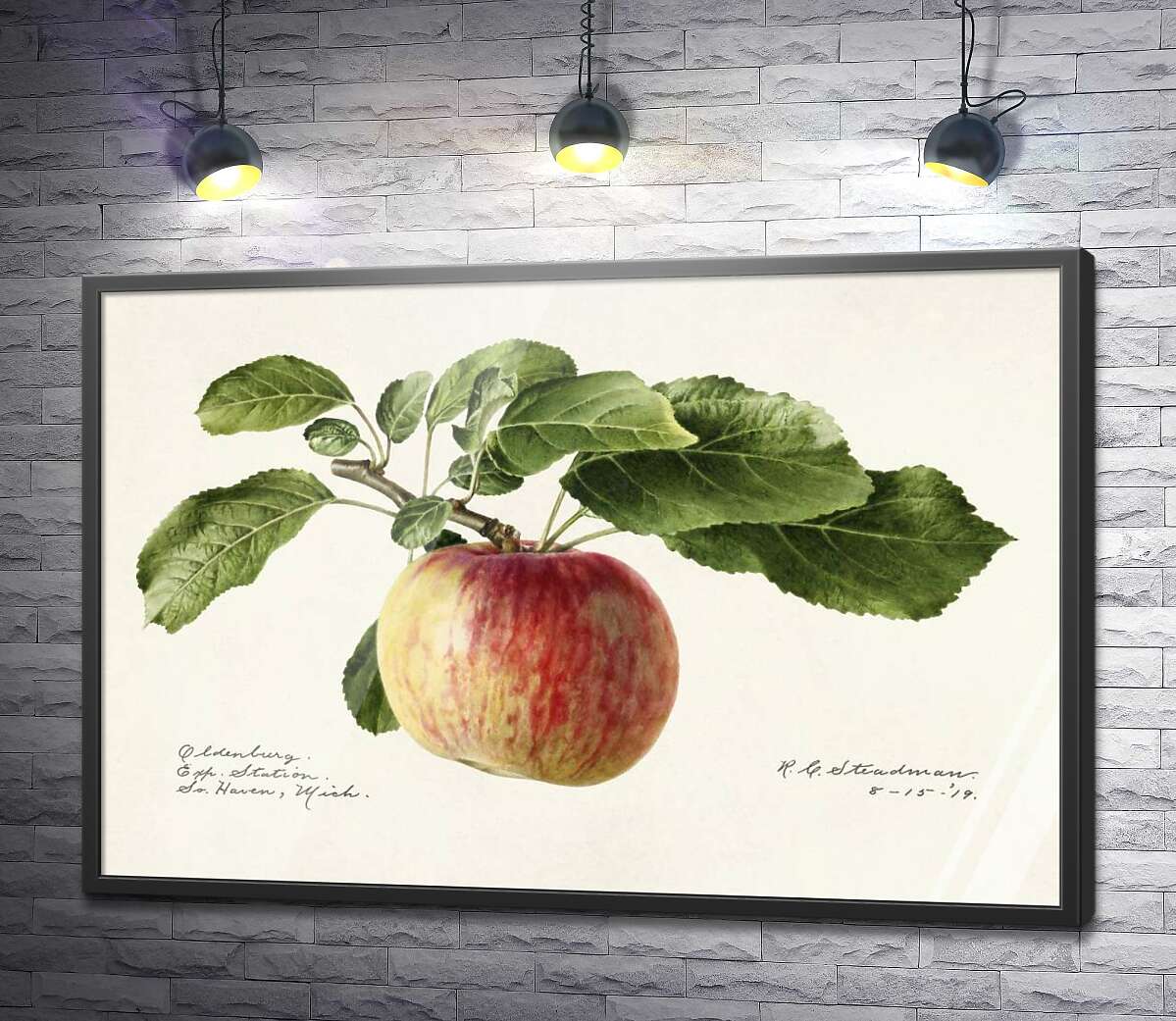 постер Стигле яблуко на гілці