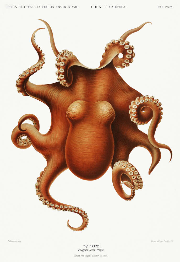 картина-постер Красный осьминог