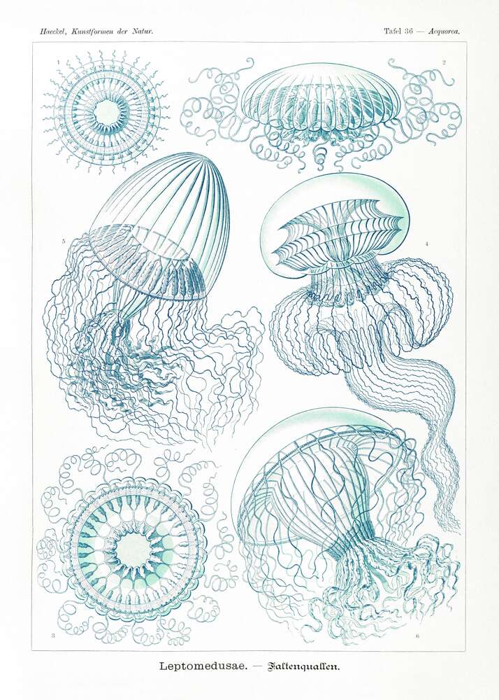 картина-постер Разные виды медуз в наброске