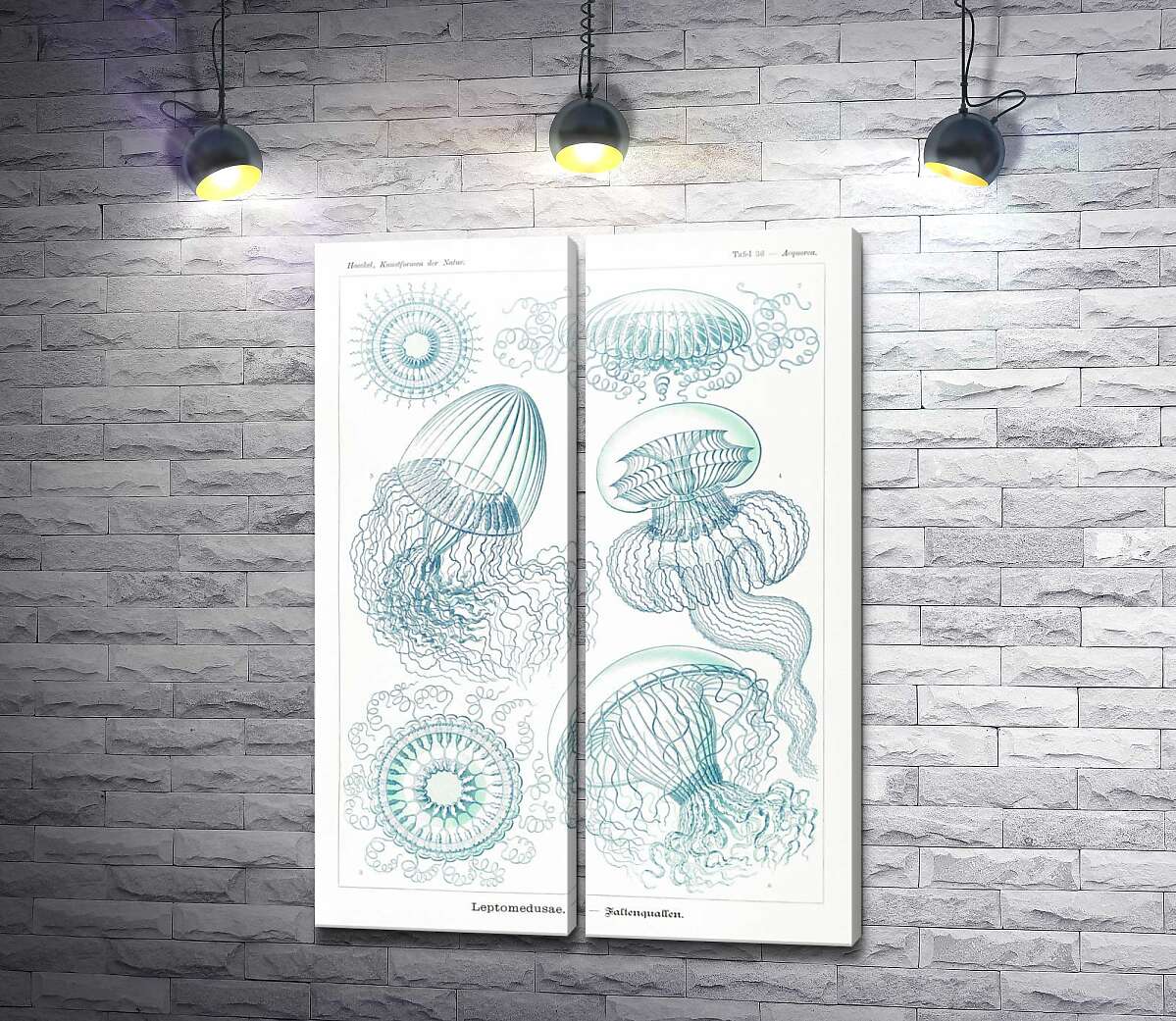 модульна картина Різні види медуз в начерку