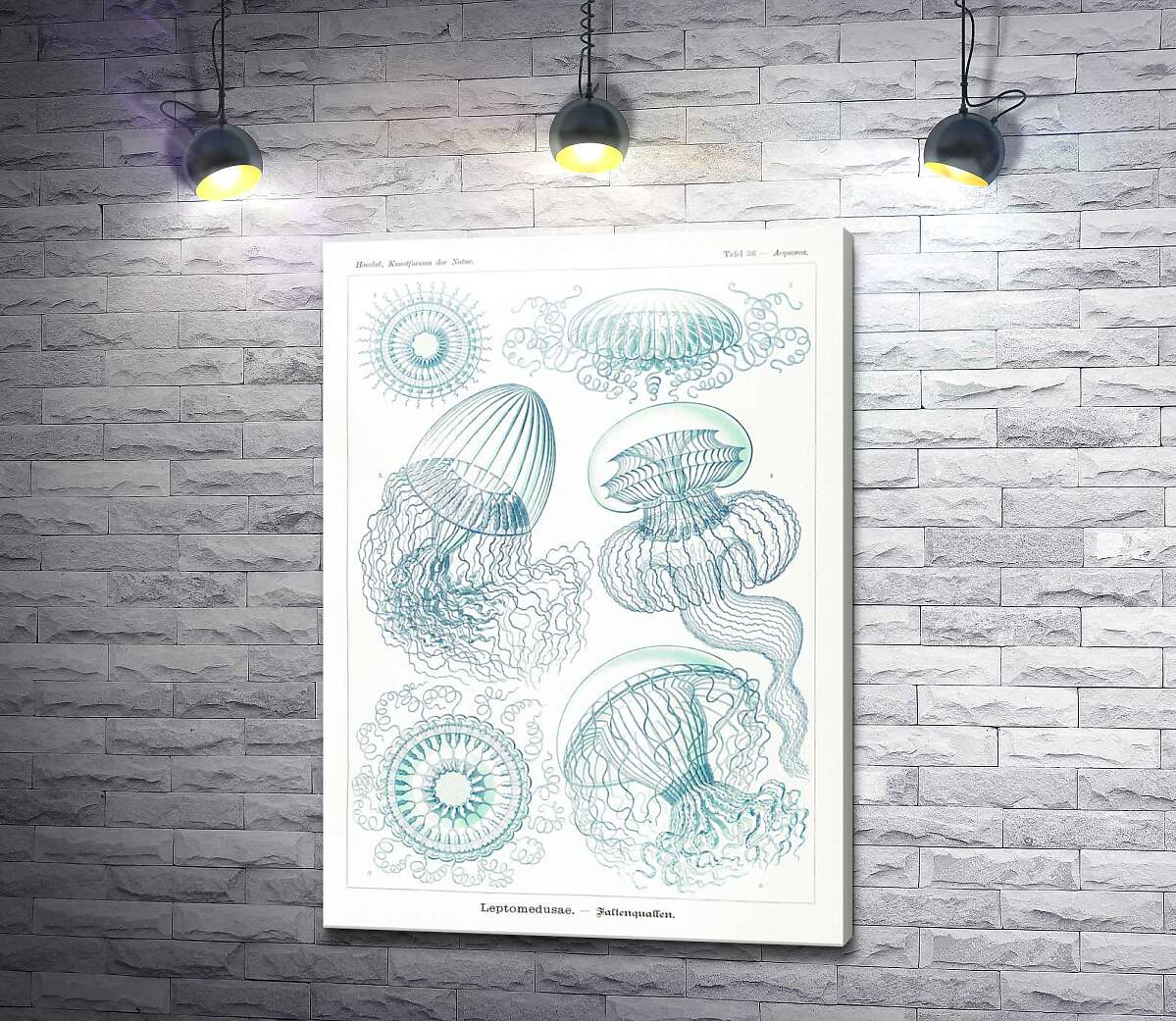 картина Разные виды медуз в наброске