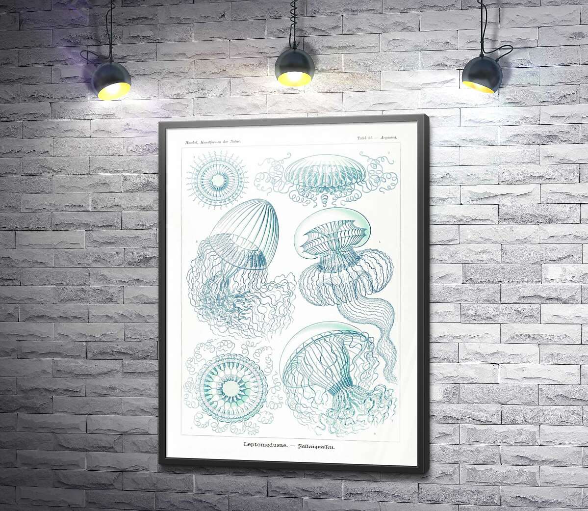 постер Разные виды медуз в наброске