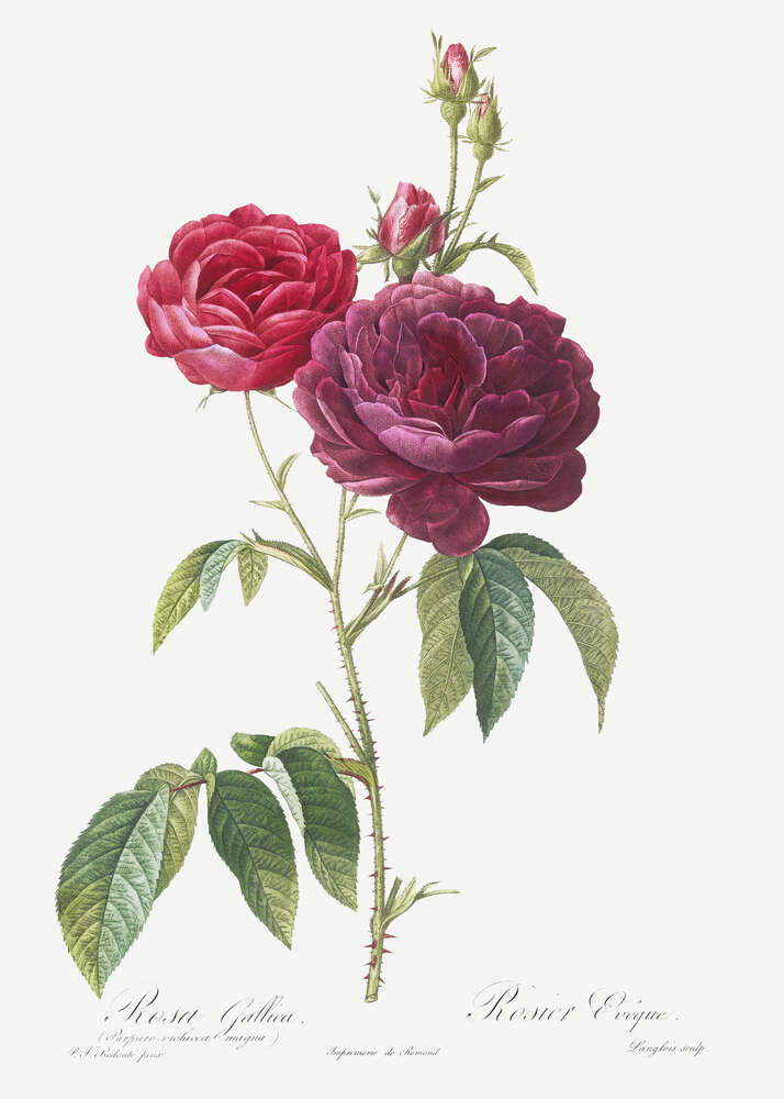 картина-постер Гілка темно-рожевої троянди
