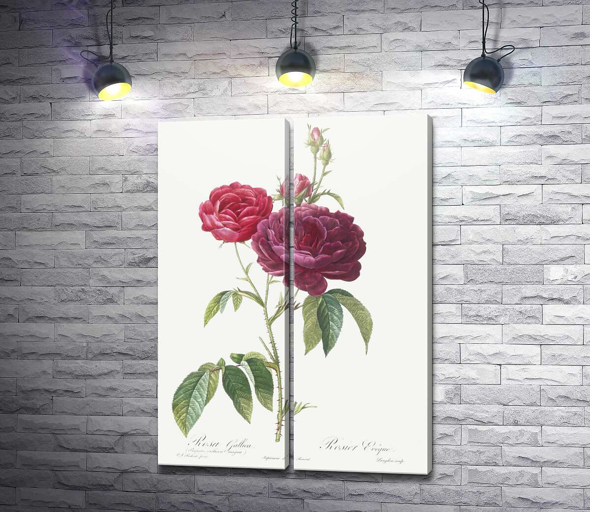 модульна картина Гілка темно-рожевої троянди