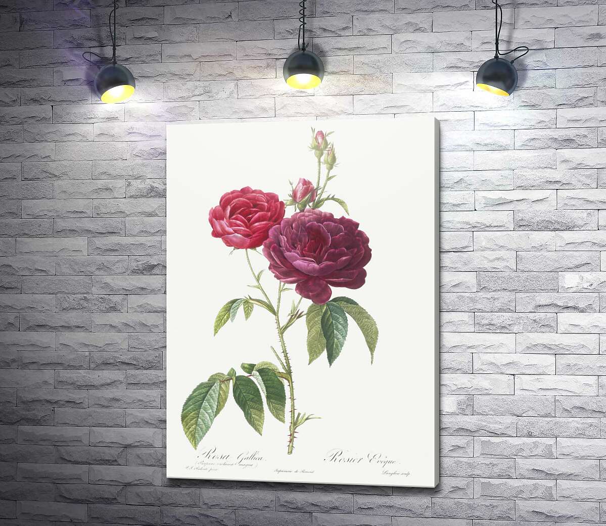 картина Гілка темно-рожевої троянди