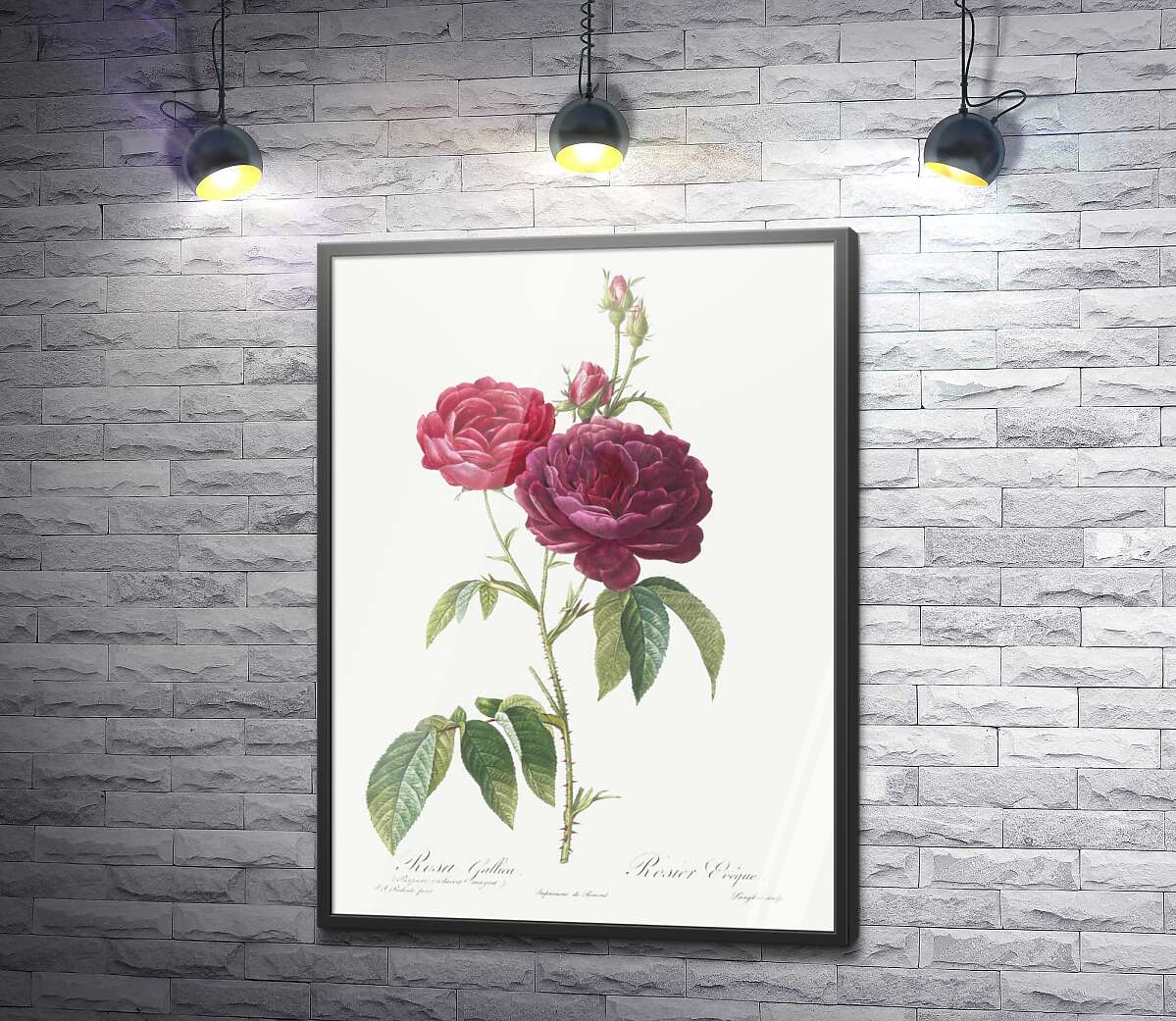 постер Гілка темно-рожевої троянди