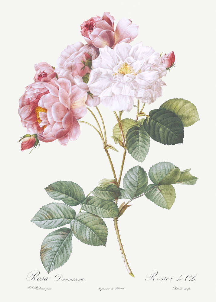 картина-постер Ветка растрепанных розовых и белых роз