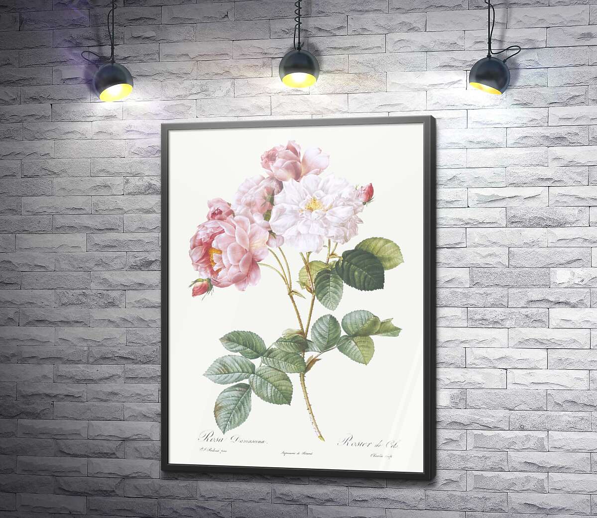 постер Гілка розпатланих рожевих і білих троянд