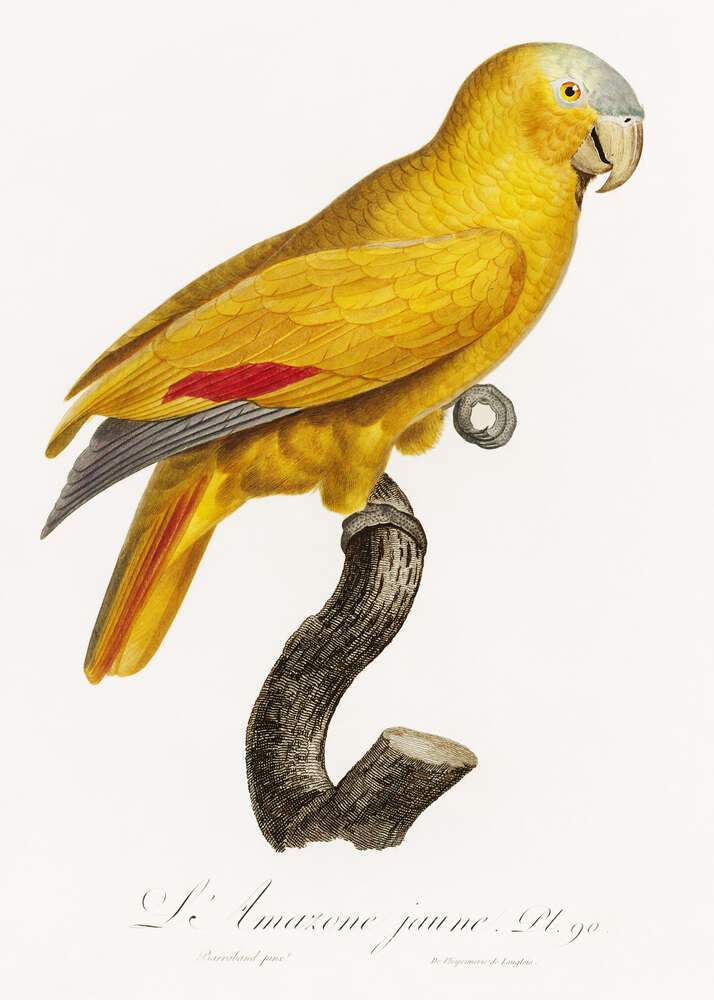 картина-постер Яркий желтый попугай