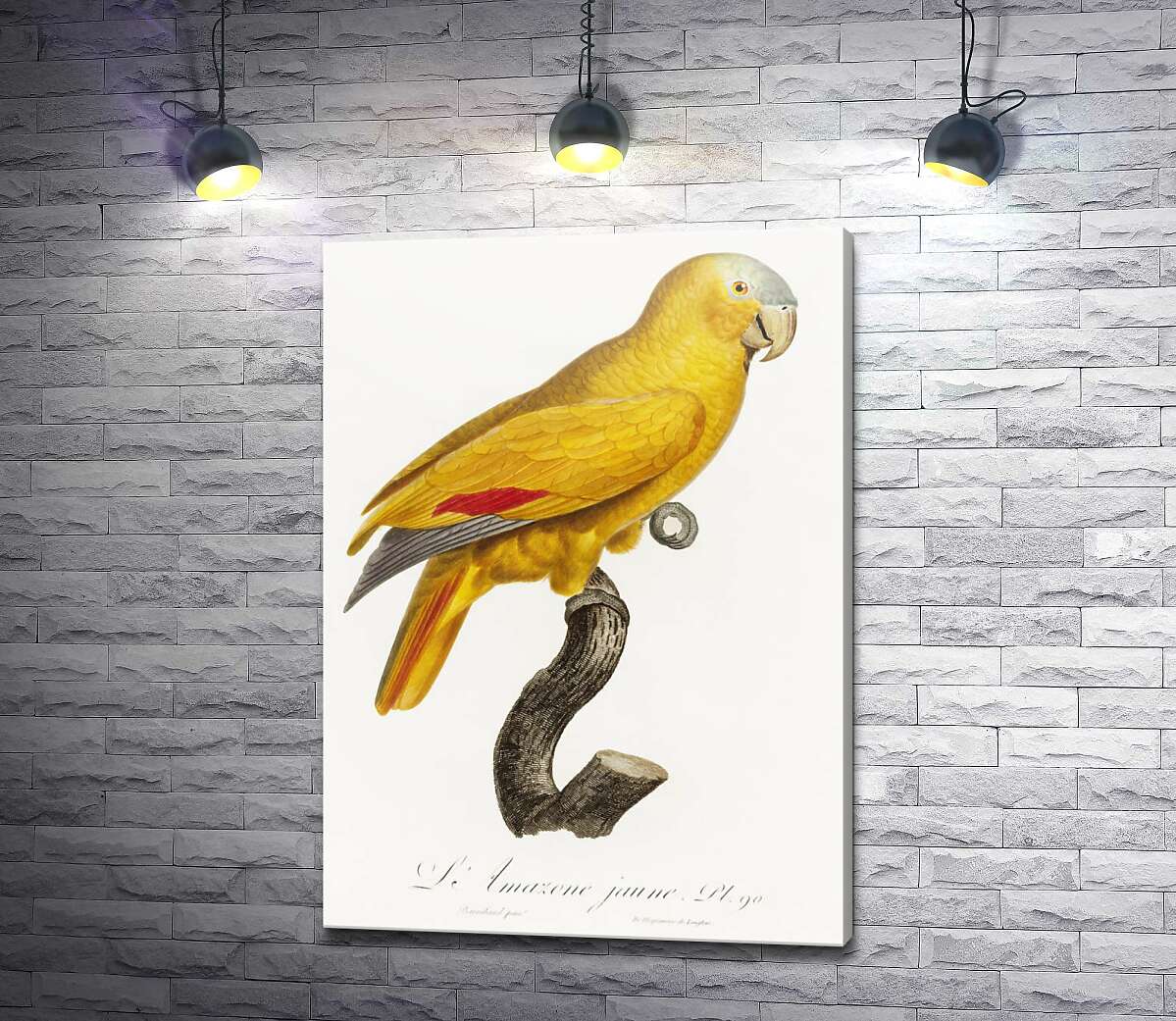картина Яркий желтый попугай